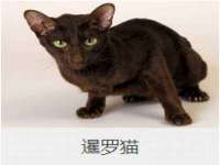 保定安双商贸有限公司