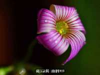 保定安双商贸有限公司